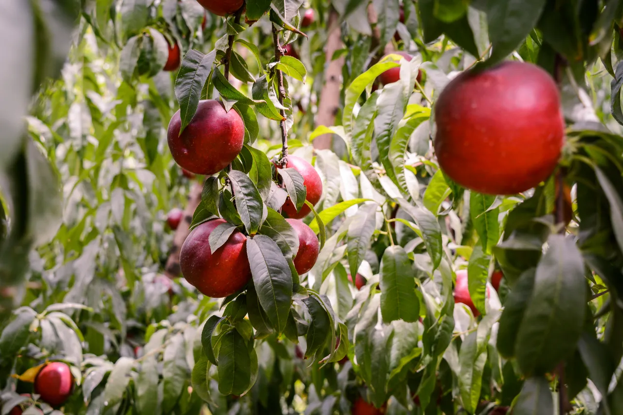 Hawkes Bay nectarines Jan 2021-42