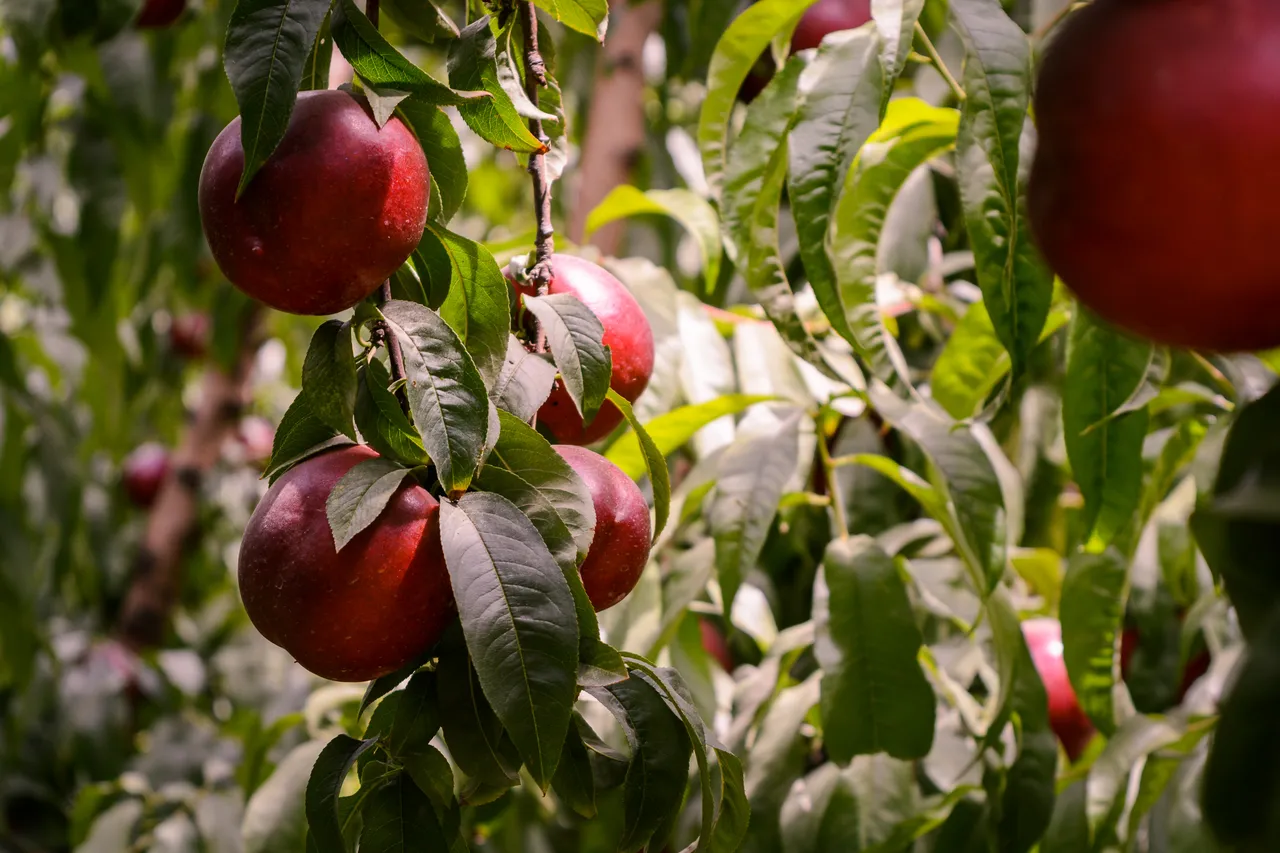 Hawkes Bay nectarines Jan 2021-43