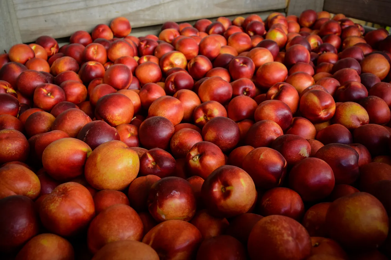 Hawkes Bay nectarines Jan 2021-35