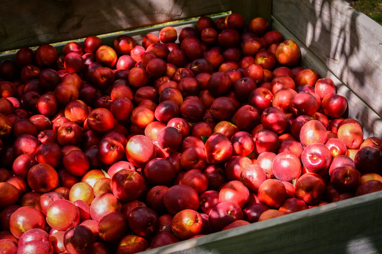 Hawkes Bay nectarines Jan 2021-46