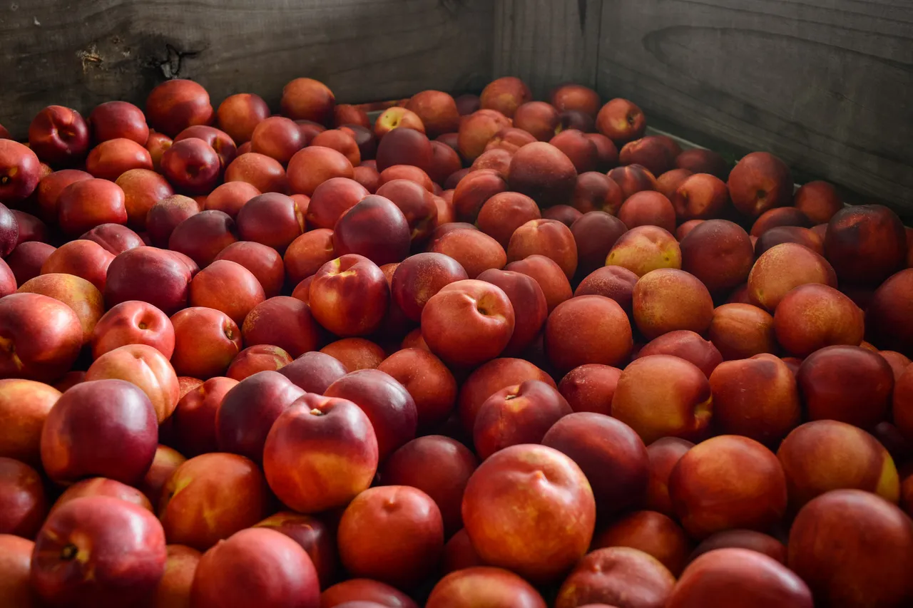 Hawkes Bay nectarines Jan 2021-37