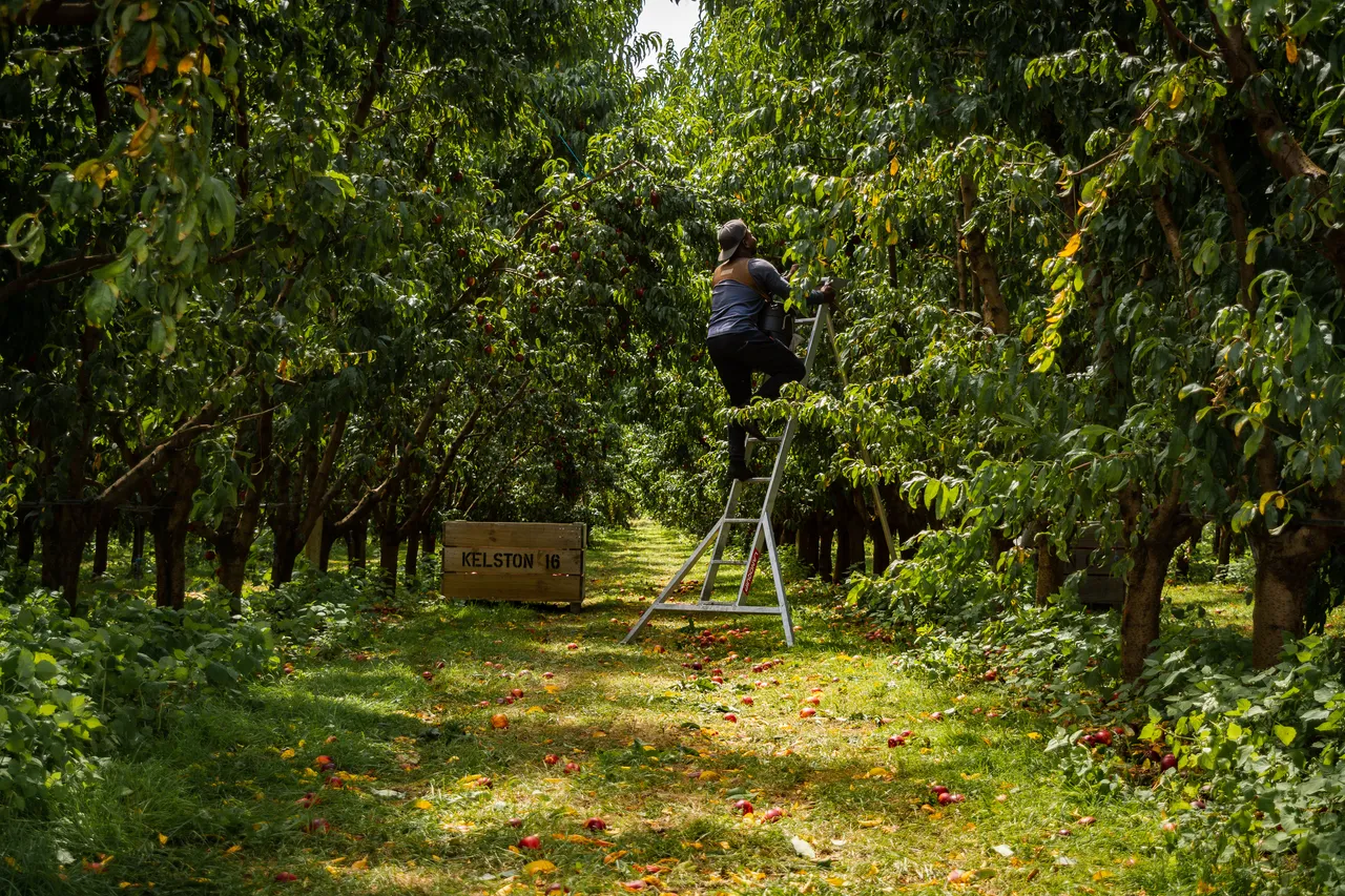 Hawkes Bay nectarines Jan 2021-60