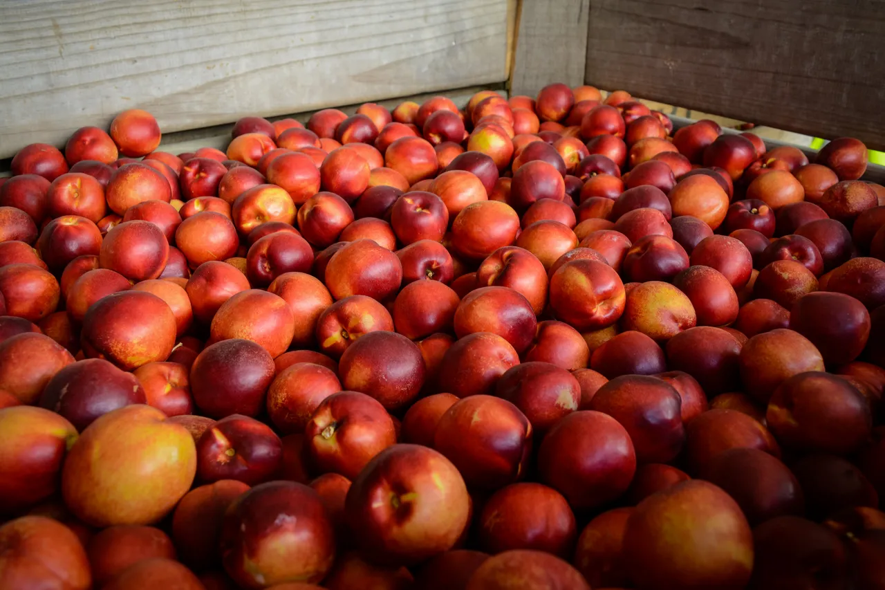 Hawkes Bay nectarines Jan 2021-34