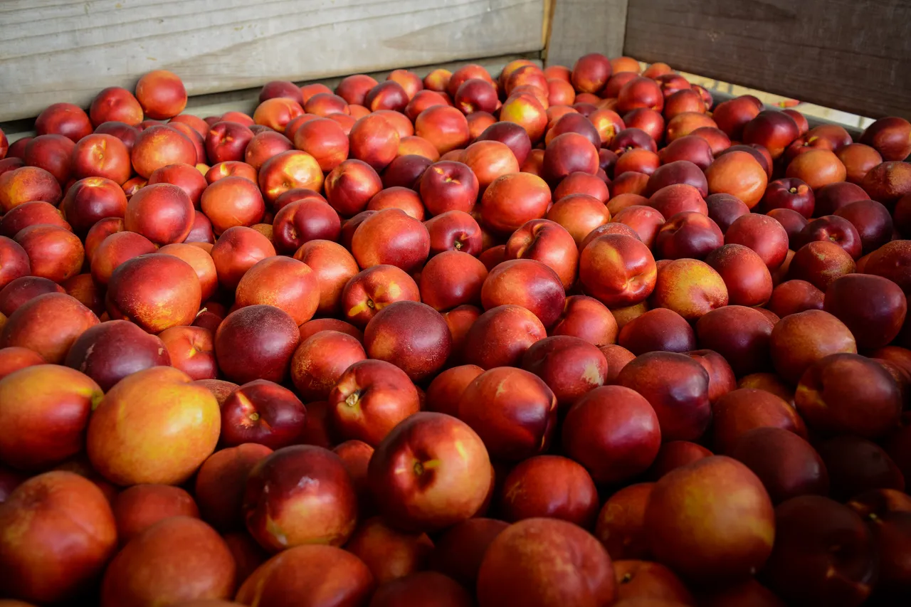 Hawkes Bay nectarines Jan 2021-33