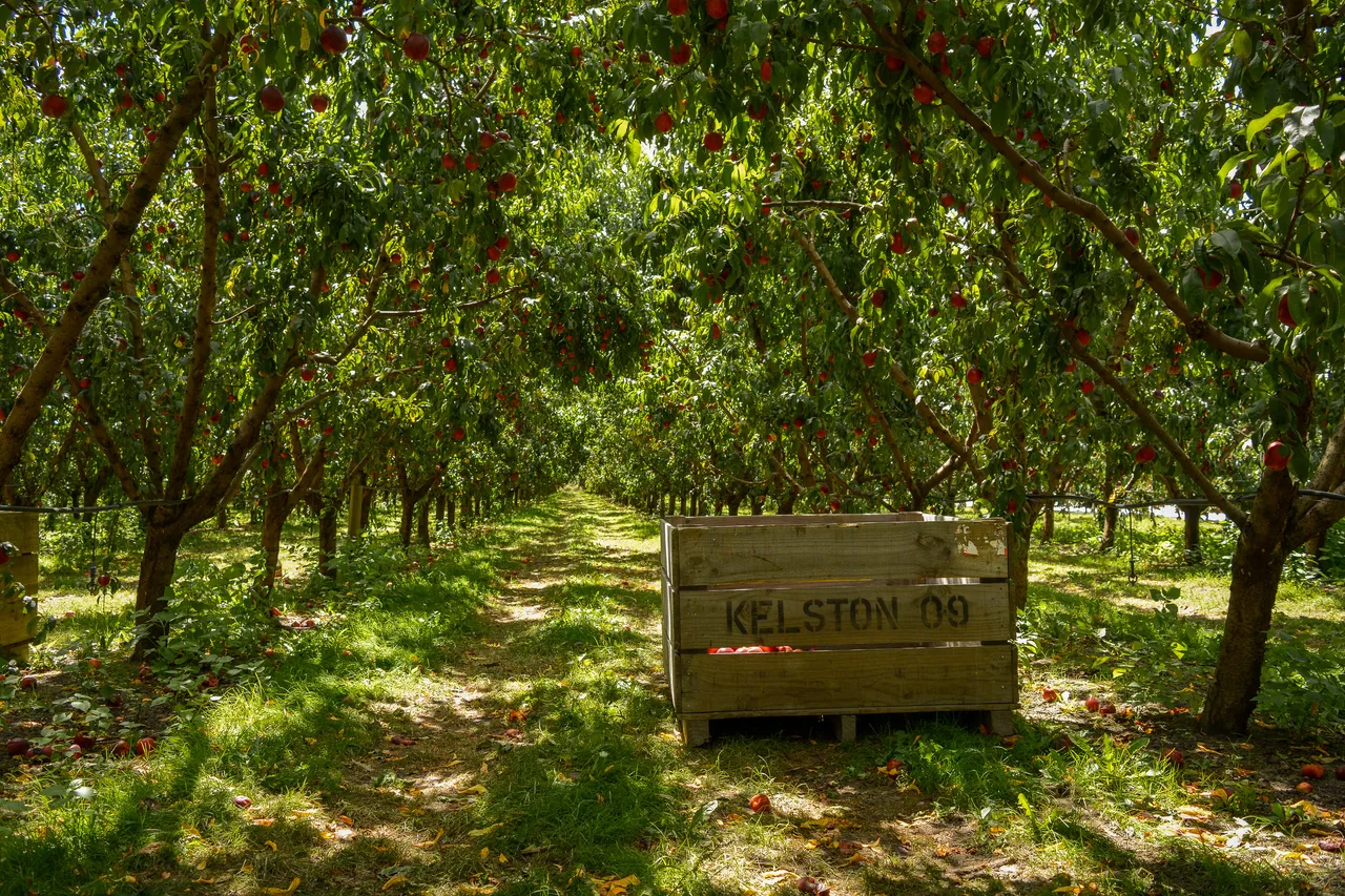 Hawkes Bay nectarines Jan 2021-47