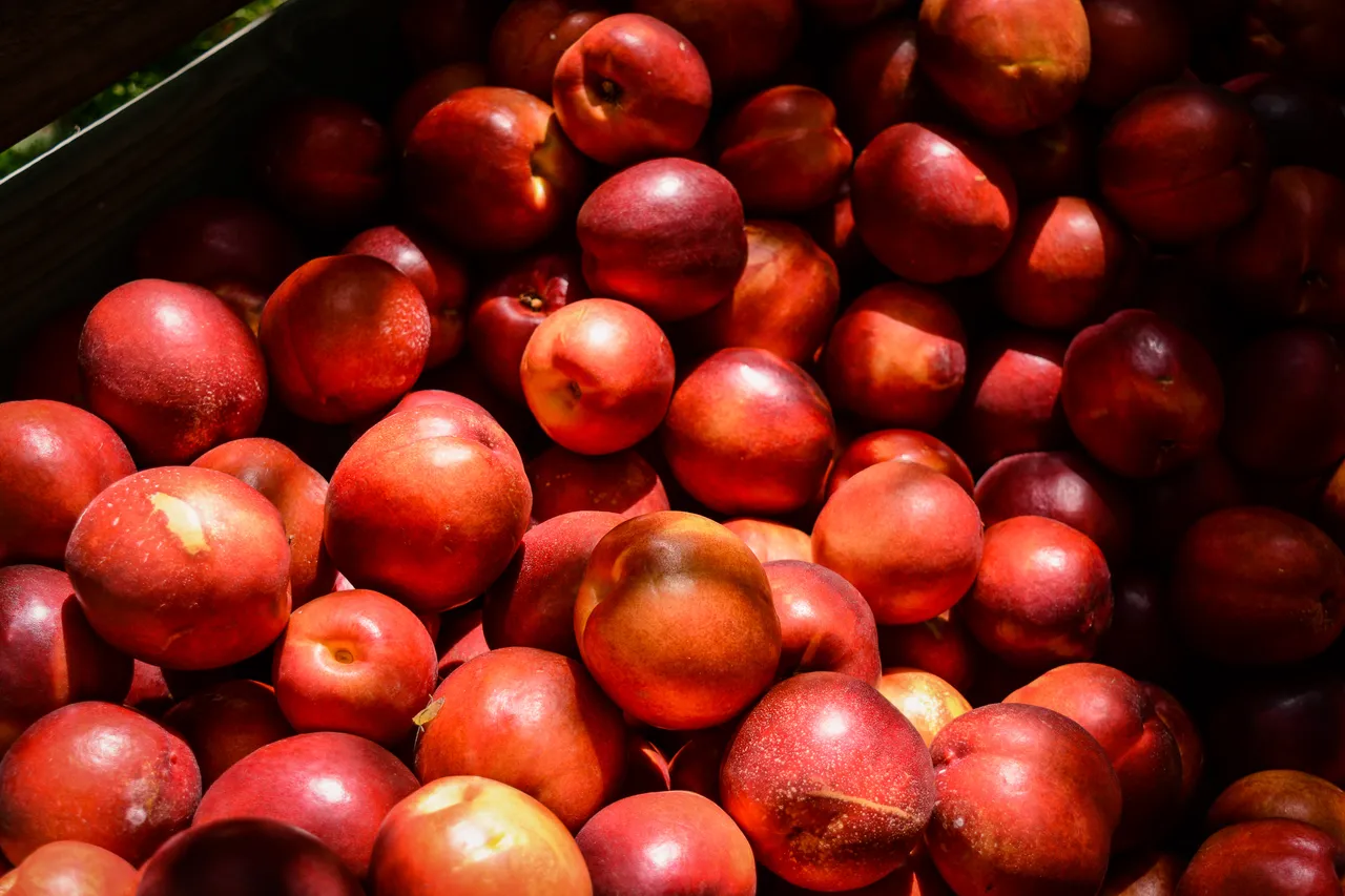 Hawkes Bay nectarines Jan 2021-49