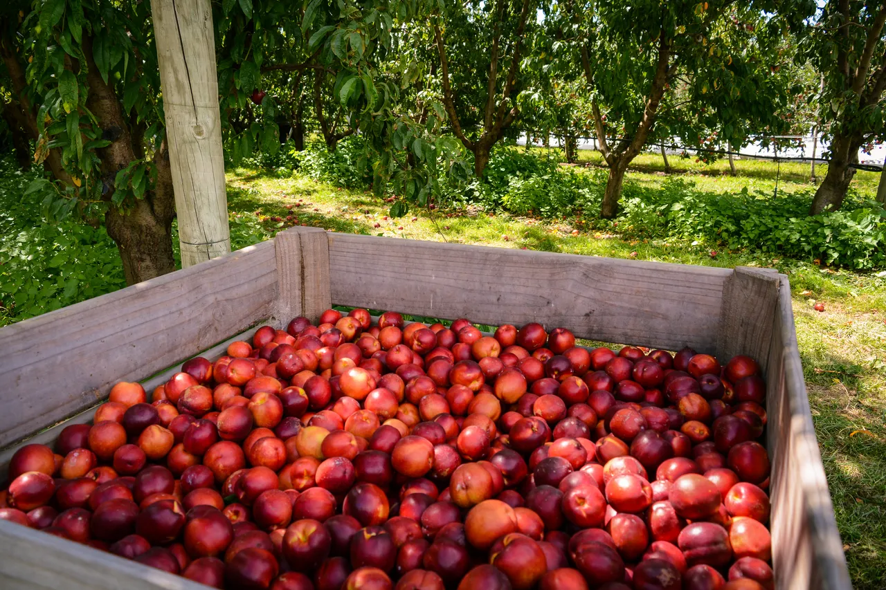 Hawkes Bay nectarines Jan 2021-44