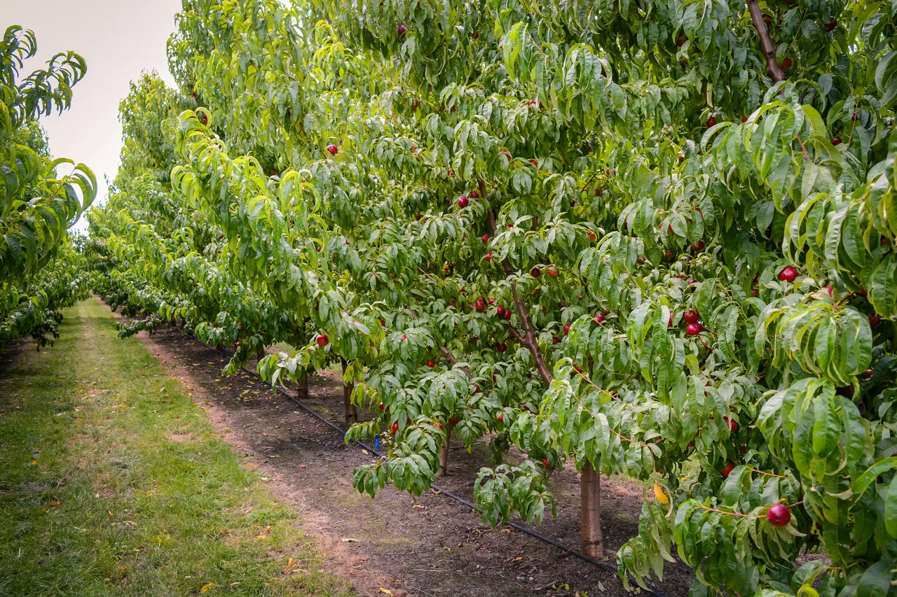Hawkes Bay nectarines Jan 2021-32