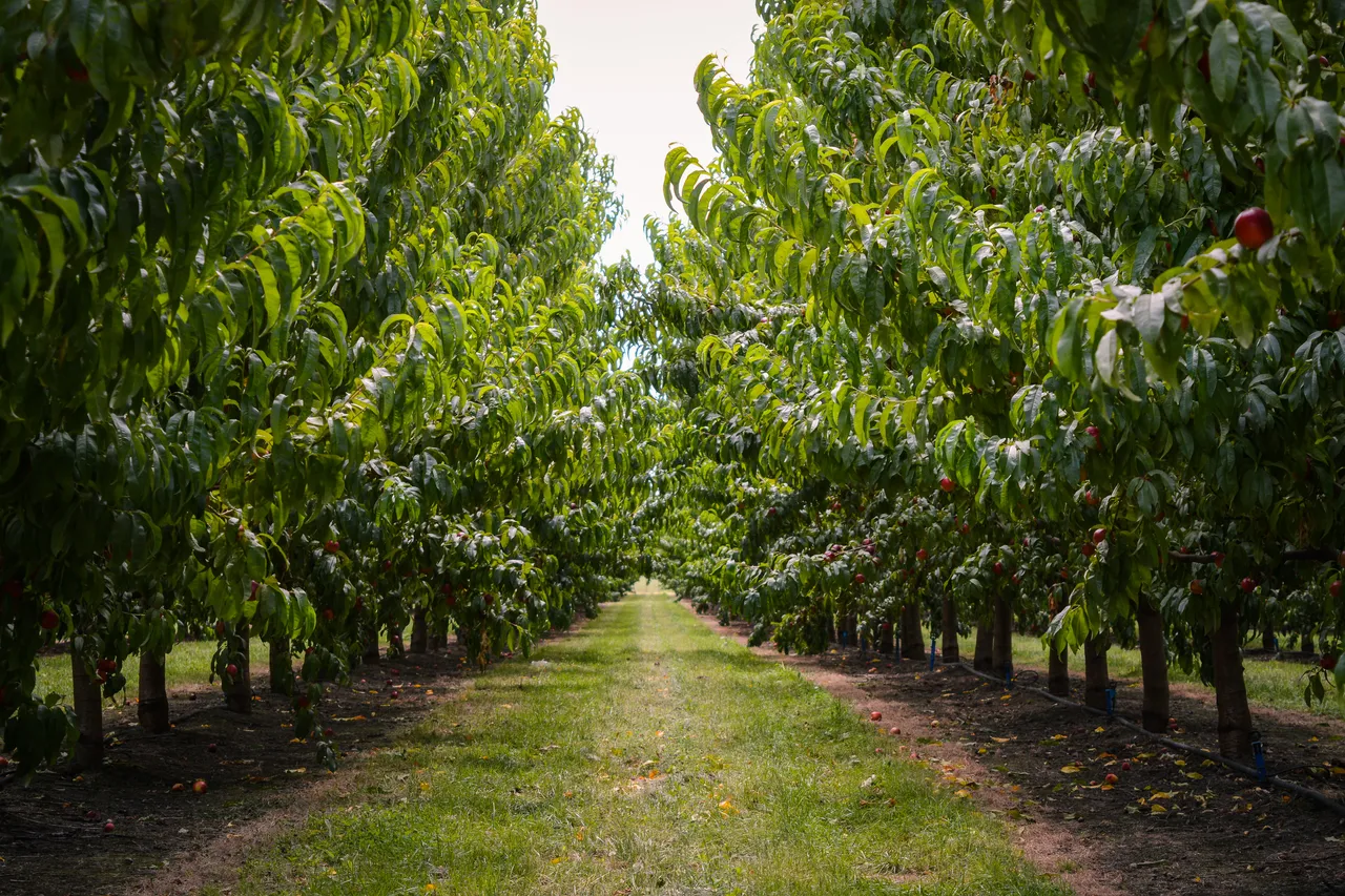 Hawkes Bay nectarines Jan 2021-31