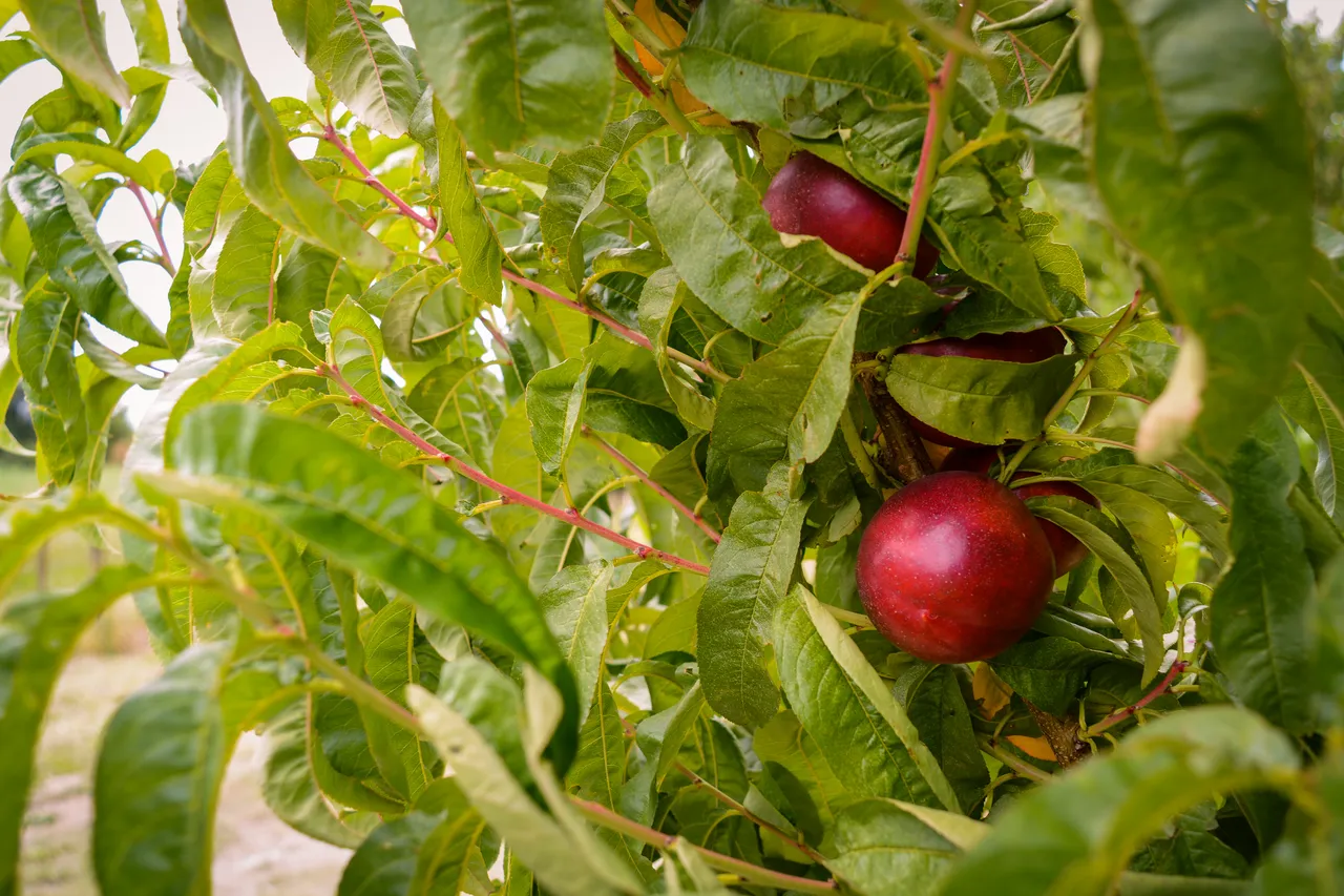 Hawkes Bay nectarines Jan 2021-30