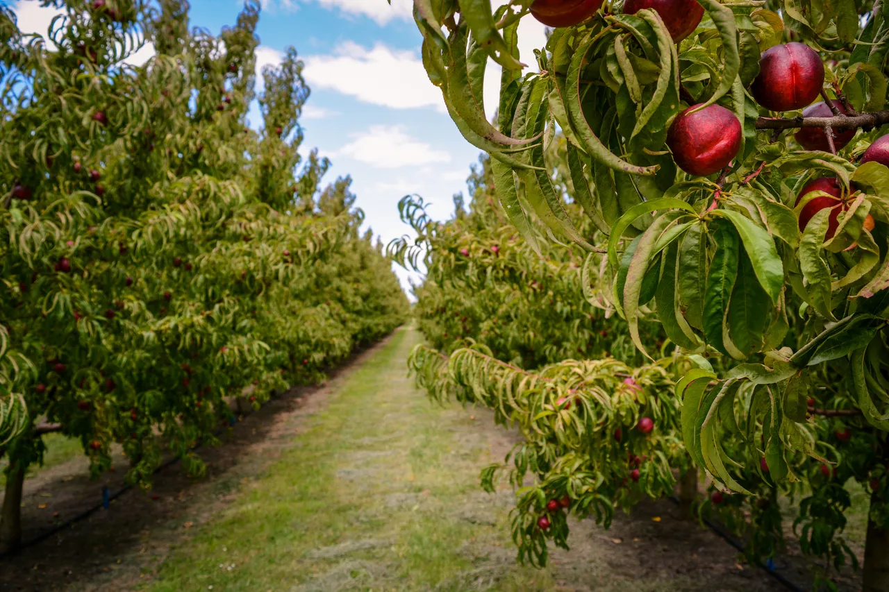 Hawkes Bay nectarines Jan 2021-22