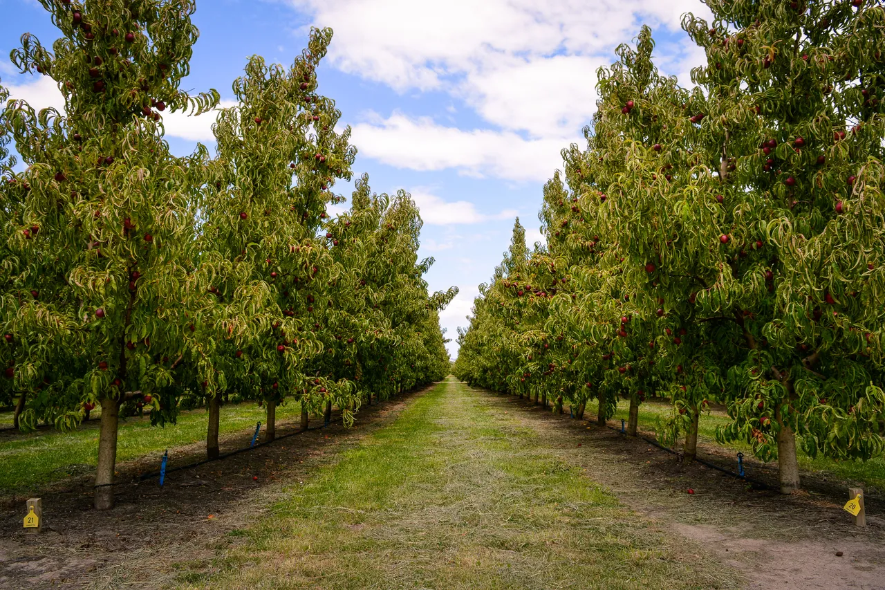 Hawkes Bay nectarines Jan 2021-26