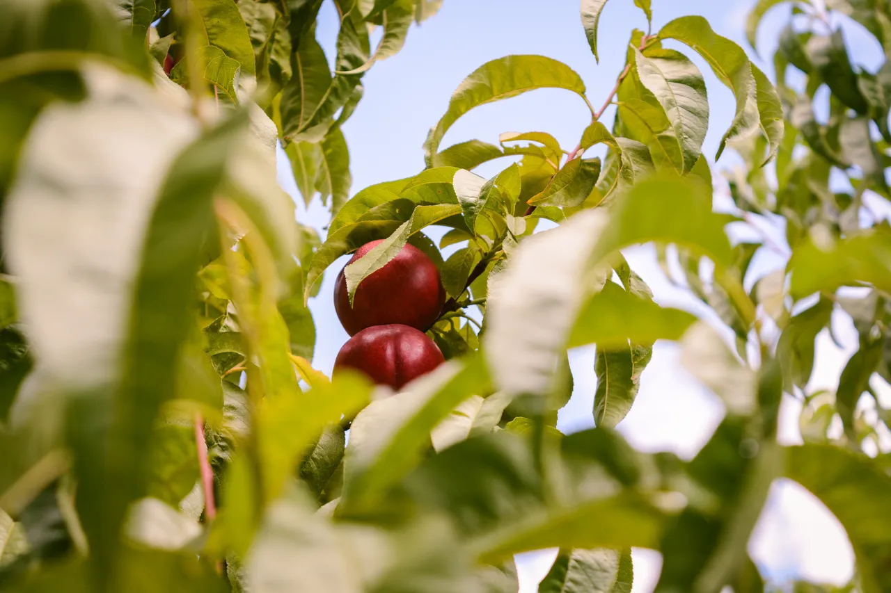 Hawkes Bay nectarines Jan 2021-29