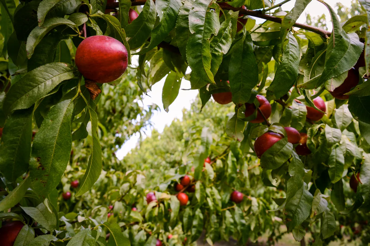 Hawkes Bay nectarines Jan 2021-27