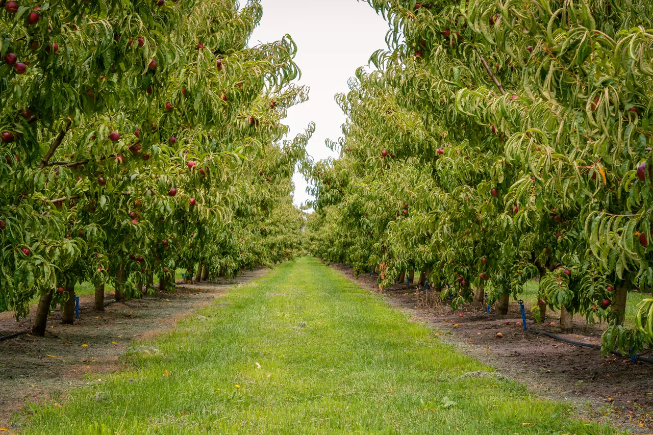 Hawkes Bay nectarines Jan 2021-18