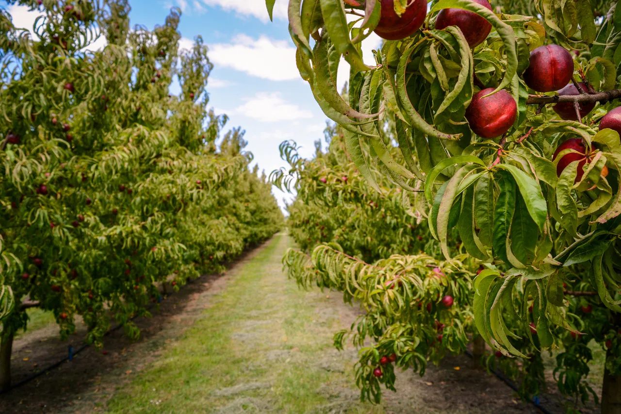 Hawkes Bay nectarines Jan 2021-23