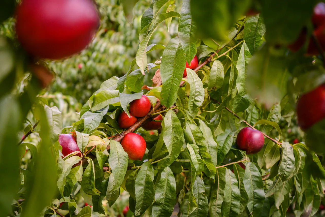 Hawkes Bay nectarines Jan 2021-28