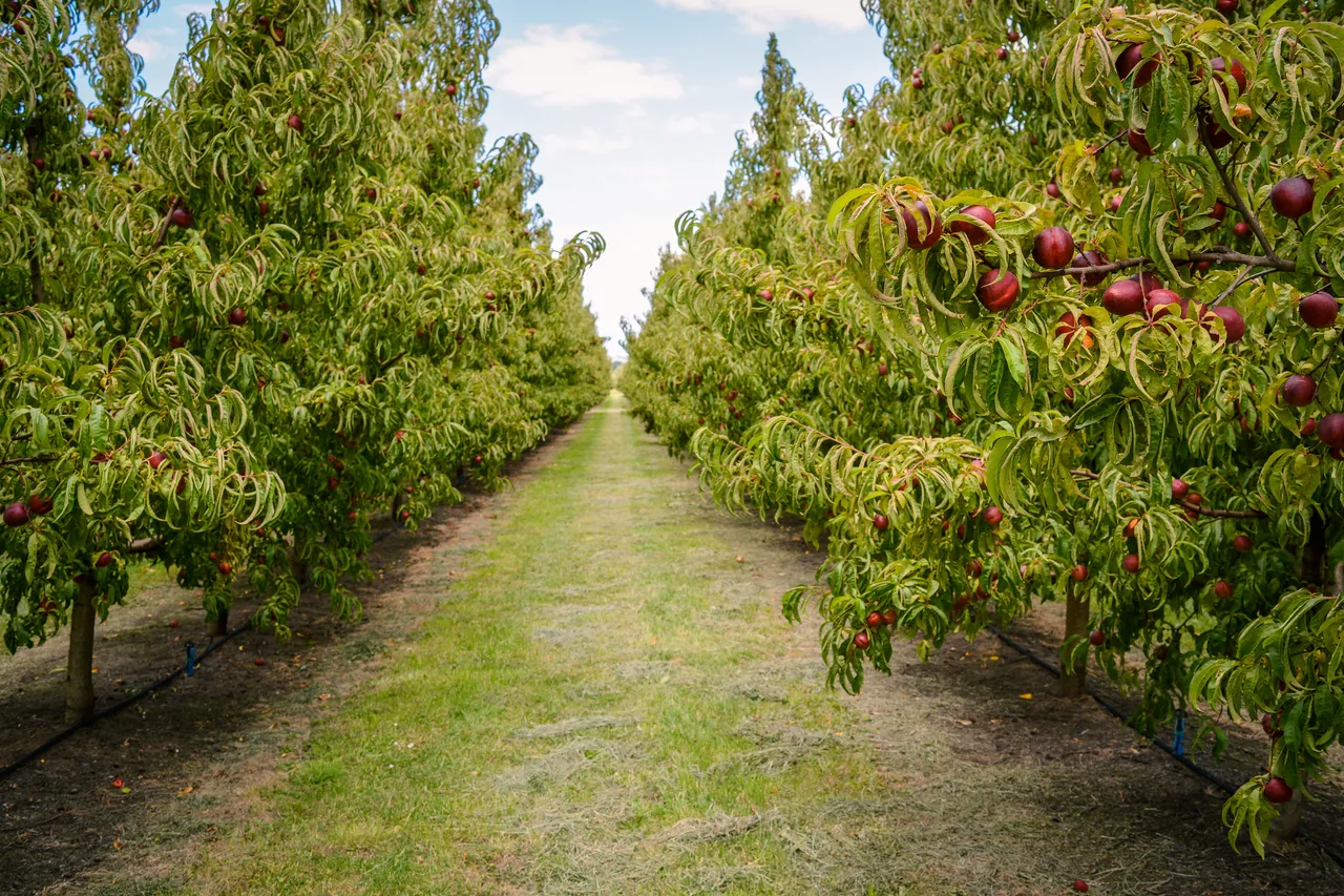 Hawkes Bay nectarines Jan 2021-24