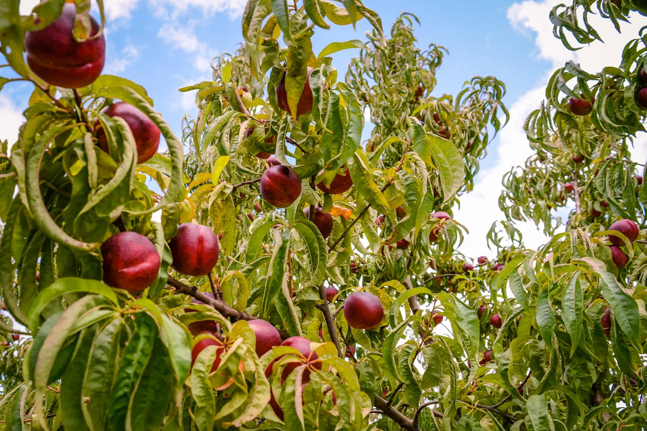 Hawkes Bay nectarines Jan 2021-25
