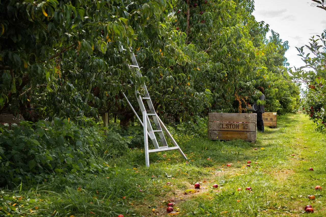 Hawkes Bay nectarines Jan 2021-61