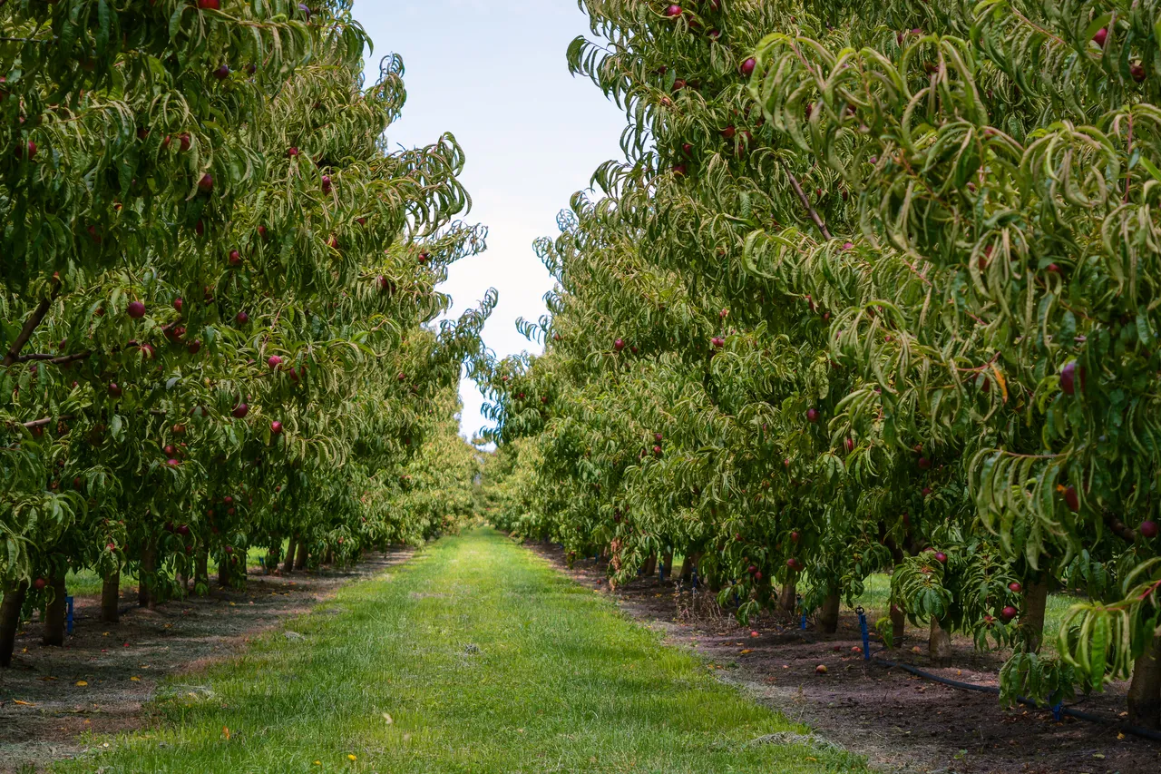 Hawkes Bay nectarines Jan 2021-19
