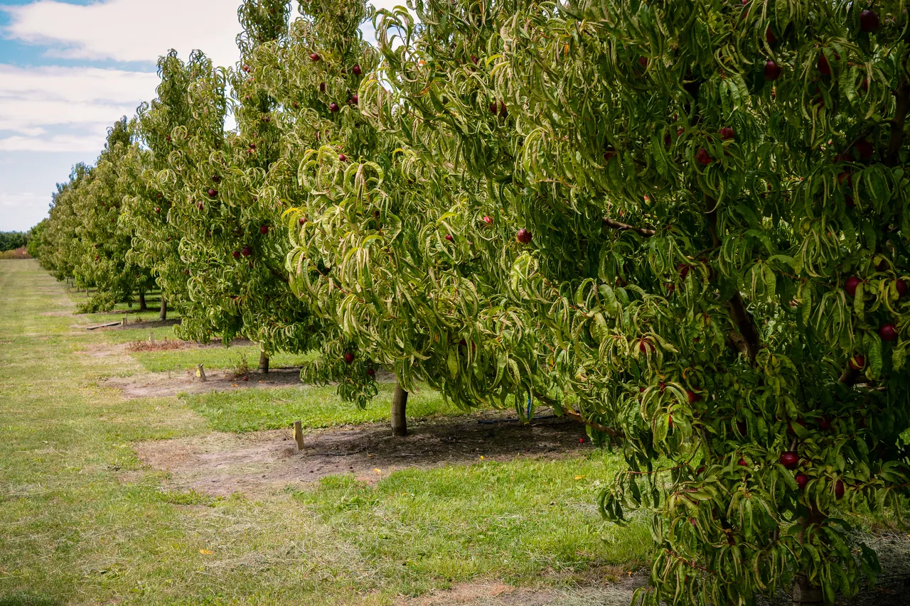 Hawkes Bay nectarines Jan 2021-21