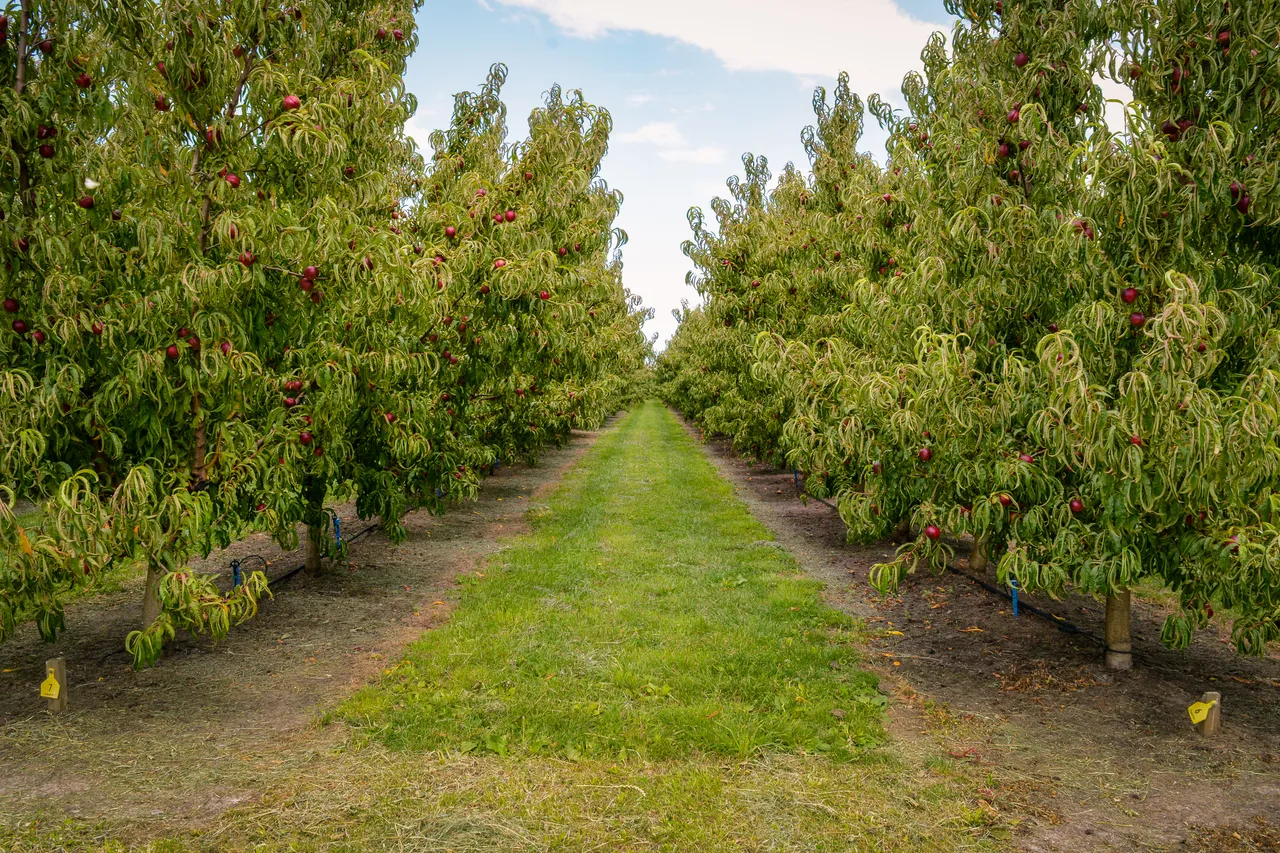 Hawkes Bay nectarines Jan 2021-17