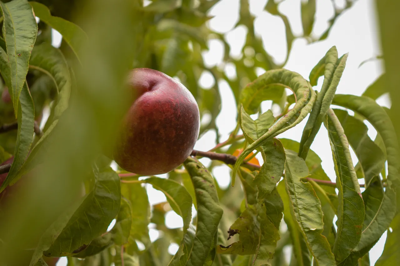 Hawkes Bay nectarines Jan 2021-8