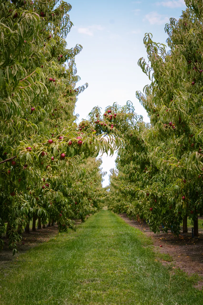 Hawkes Bay nectarines Jan 2021-9