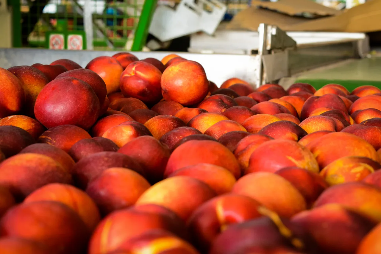 Hawkes Bay nectarines Jan 2021-2