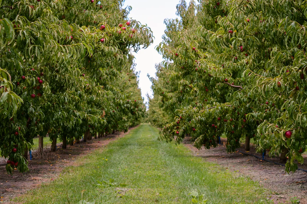 Hawkes Bay nectarines Jan 2021-4