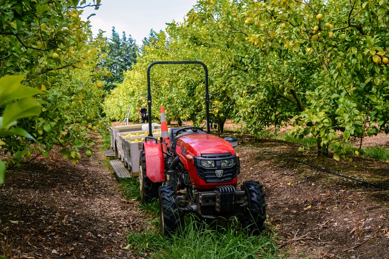 Citrus in Northland Dec 2020-4