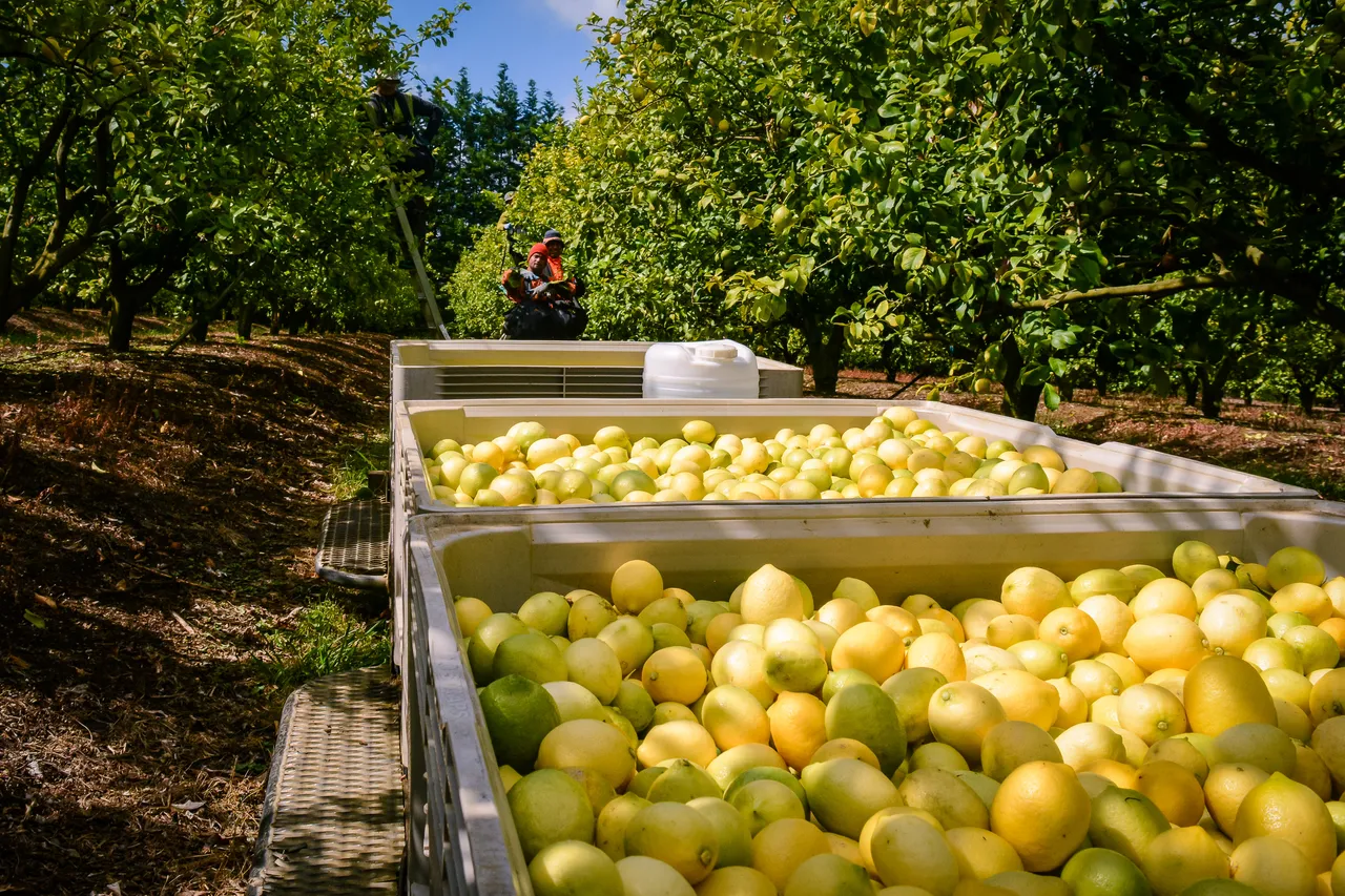 Citrus in Northland Dec 2020-5