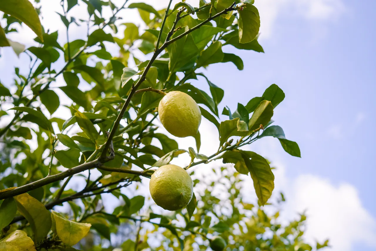 Citrus in Northland Dec 2020-2