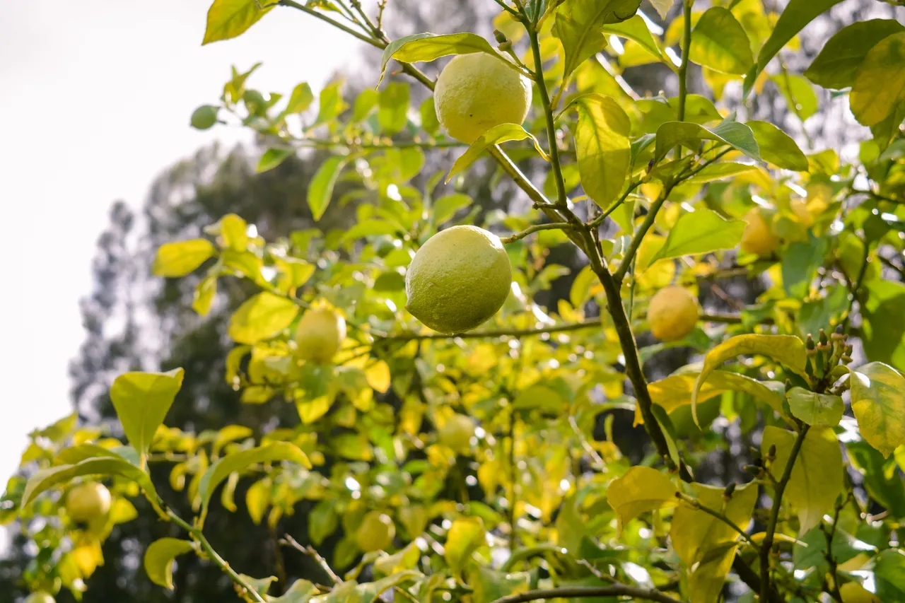 Citrus in Northland Dec 2020-3