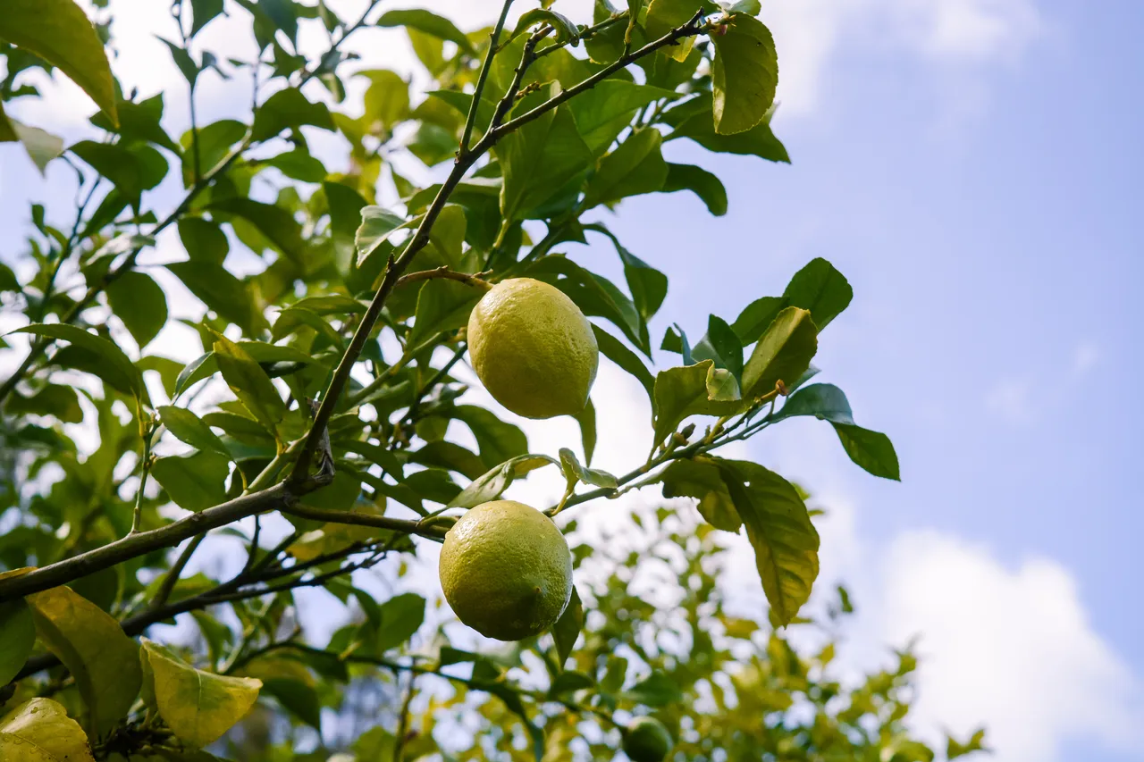 Citrus in Northland Dec 2020-1