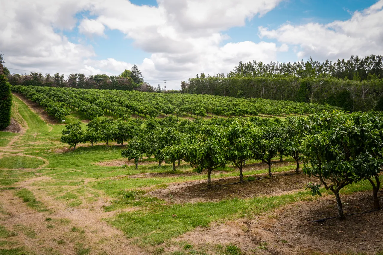 Citrus in Northland Dec 2020-11