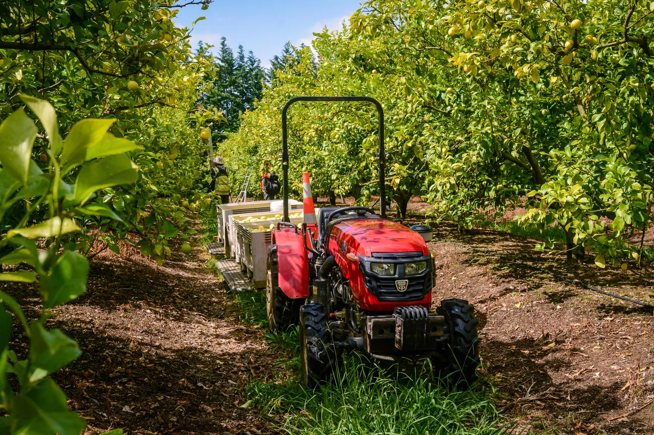 Citrus in Northland Dec 2020-12