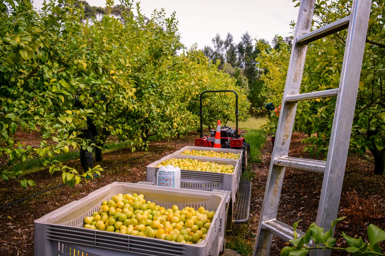 Citrus in Northland Dec 2020-6
