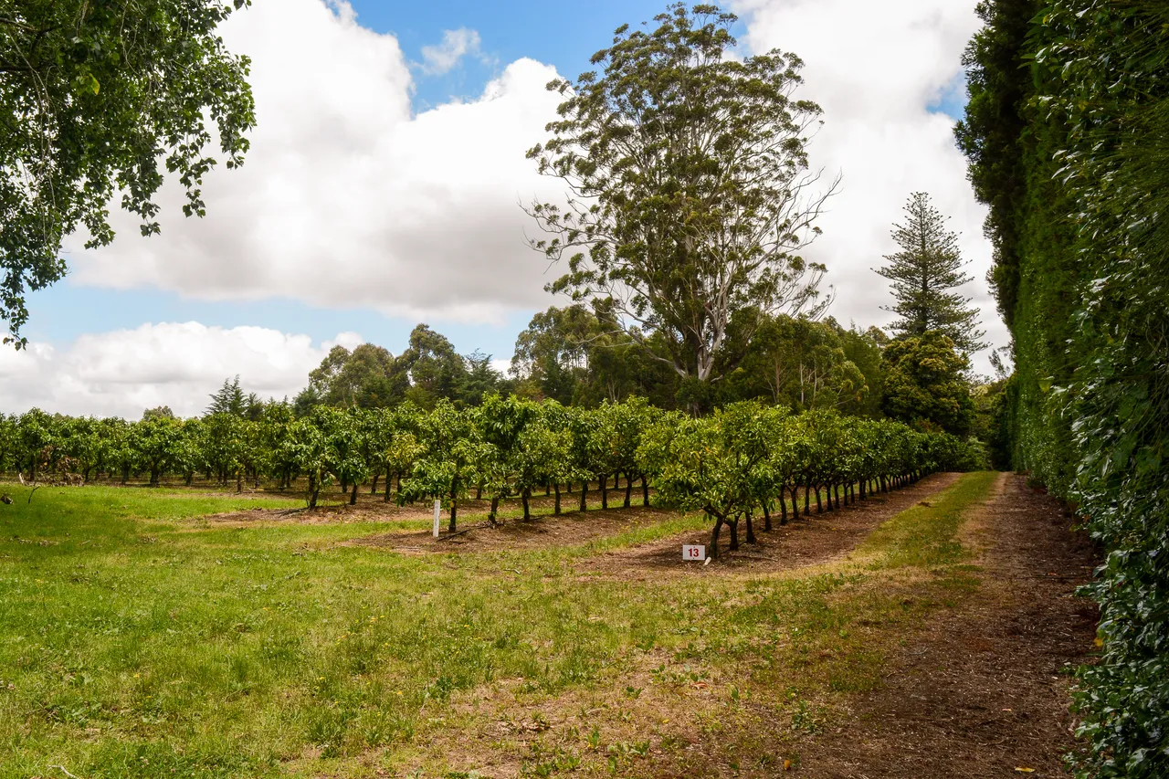 Citrus in Northland Dec 2020-9