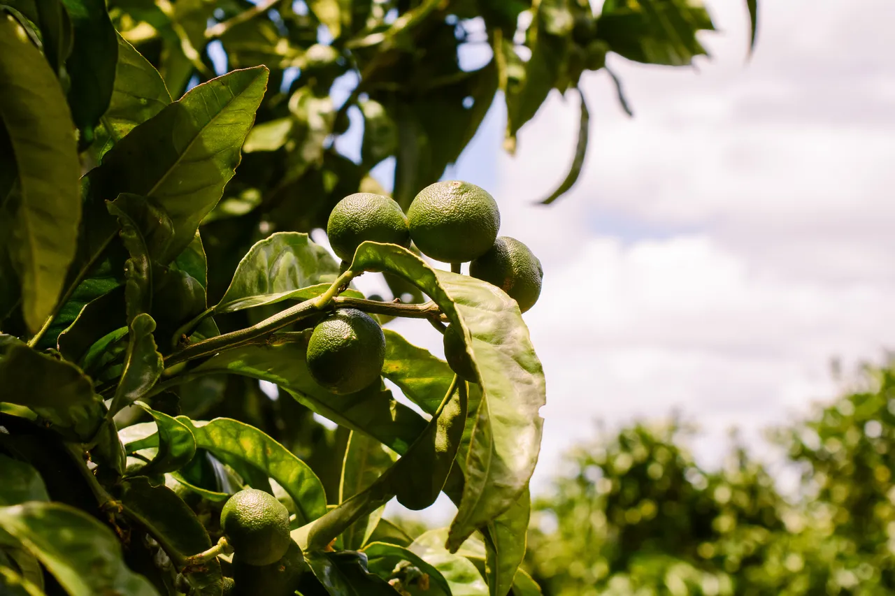 Citrus in Northland Dec 2020-7