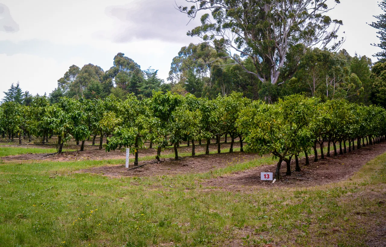 Citrus in Northland Dec 2020-10