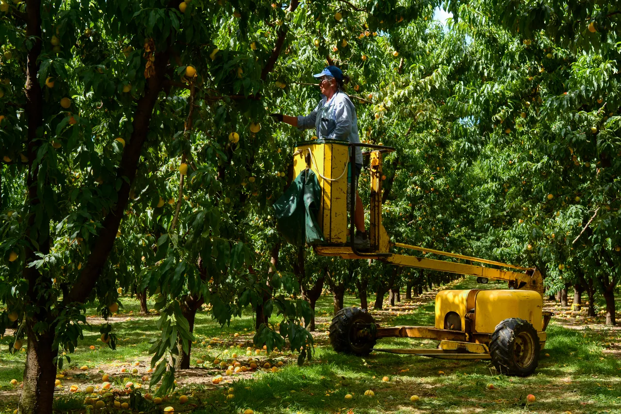 Harvesting peaches on a Bayley Produce orchard in Jan 2021