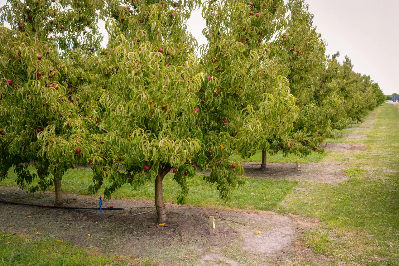 Hawkes Bay nectarines Jan 2021-16