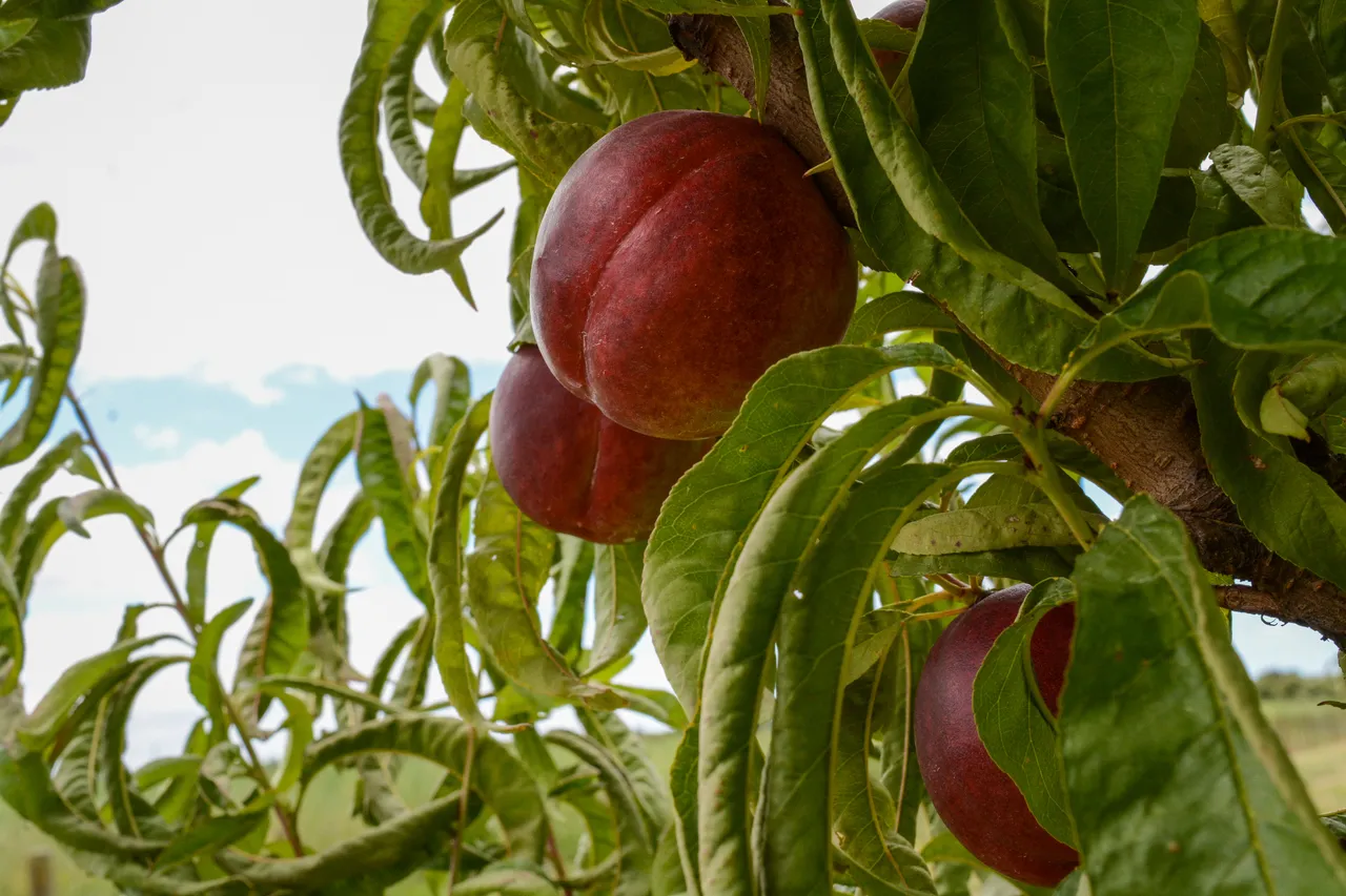 Hawkes Bay nectarines Jan 2021-15