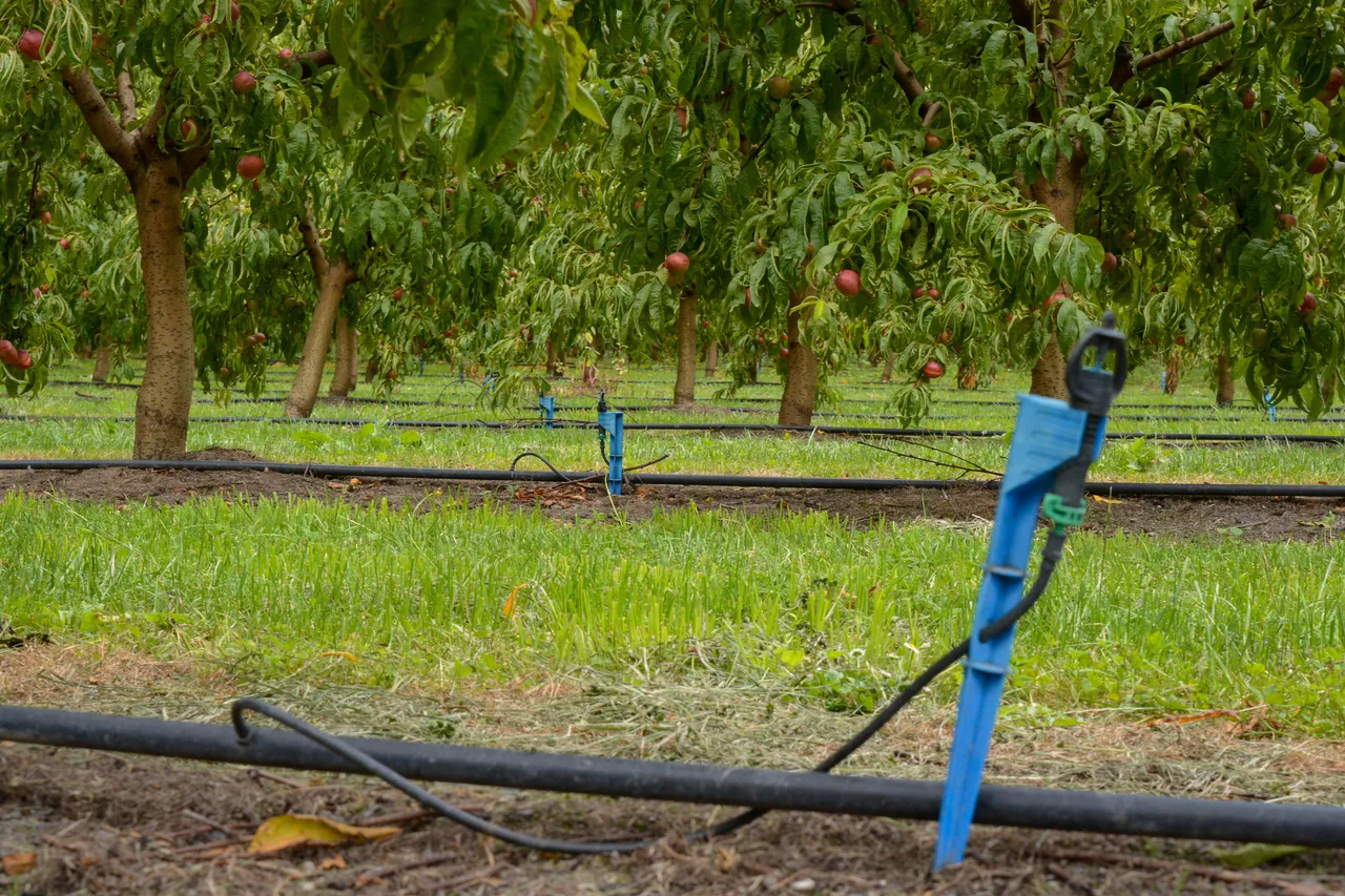 Hawkes Bay nectarines Jan 2021-12