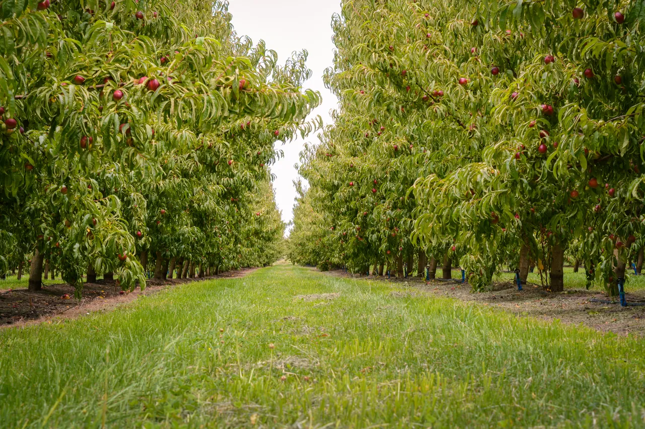 Hawkes Bay nectarines Jan 2021-14