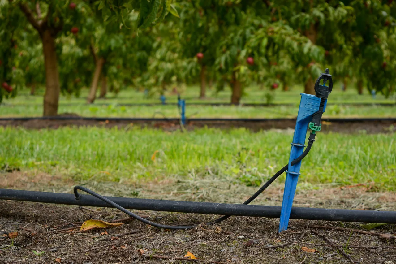 Hawkes Bay nectarines Jan 2021-11