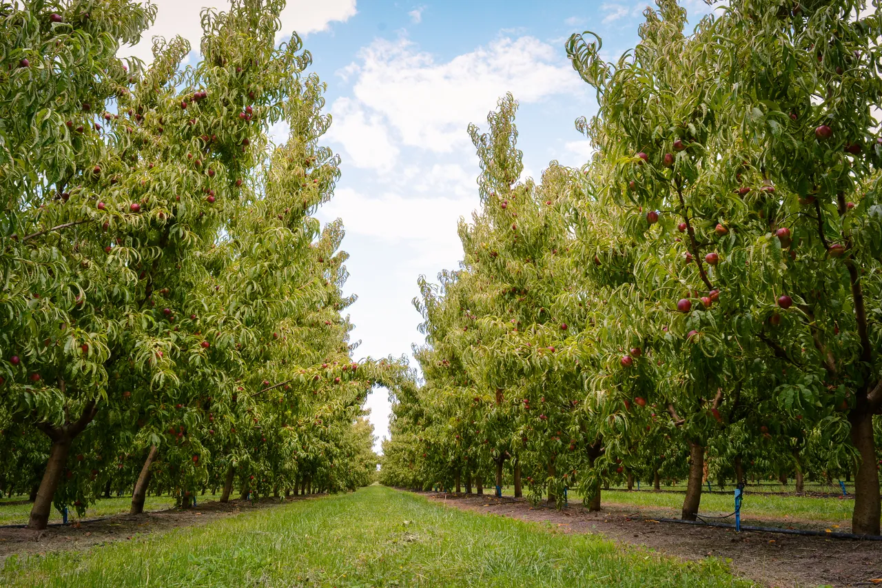 Hawkes Bay nectarines Jan 2021-13