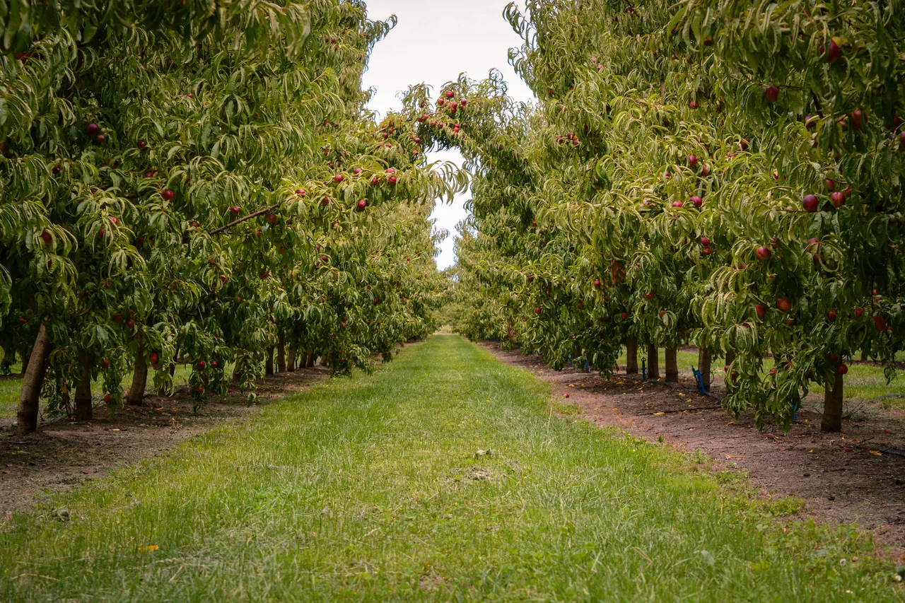 Hawkes Bay nectarines Jan 2021-7